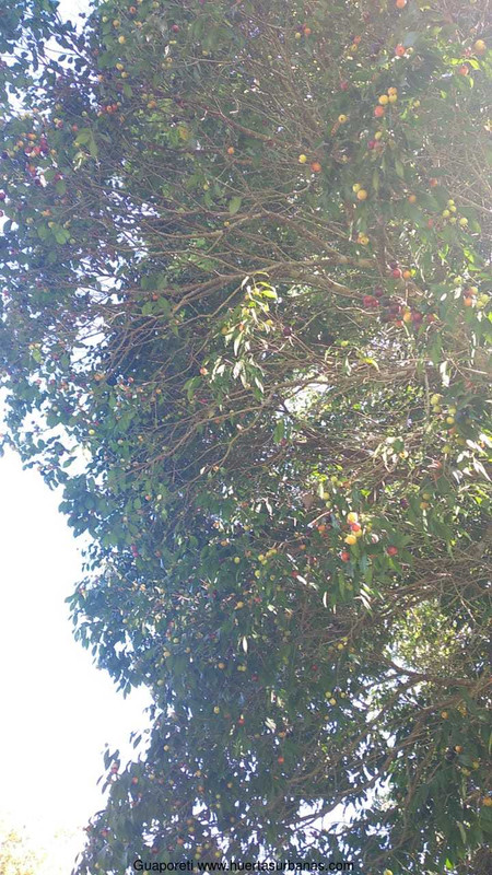 Huertasurbanas_com-guaporetifrutas2.jpeg-20220103_145114Guaporeti