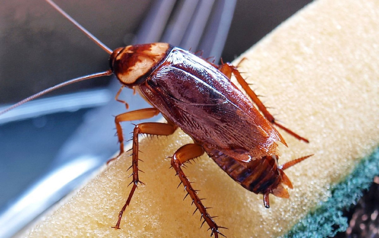 Significado espiritual de las cucarachas voladoras ¿Por qué llegan a tu casa?