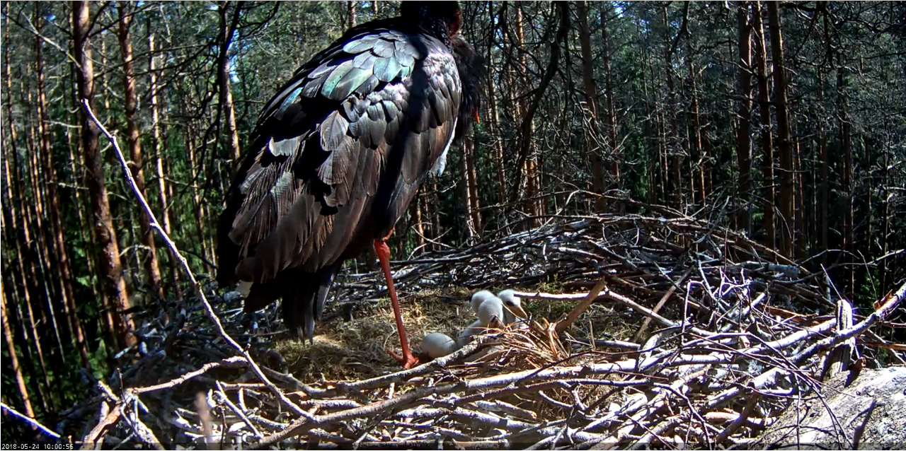 Képernyőkép – 2018-05-24 09-01-40