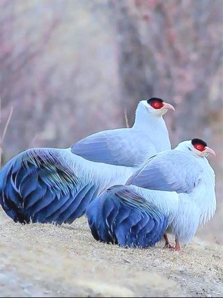 bluepalebirds.jpg