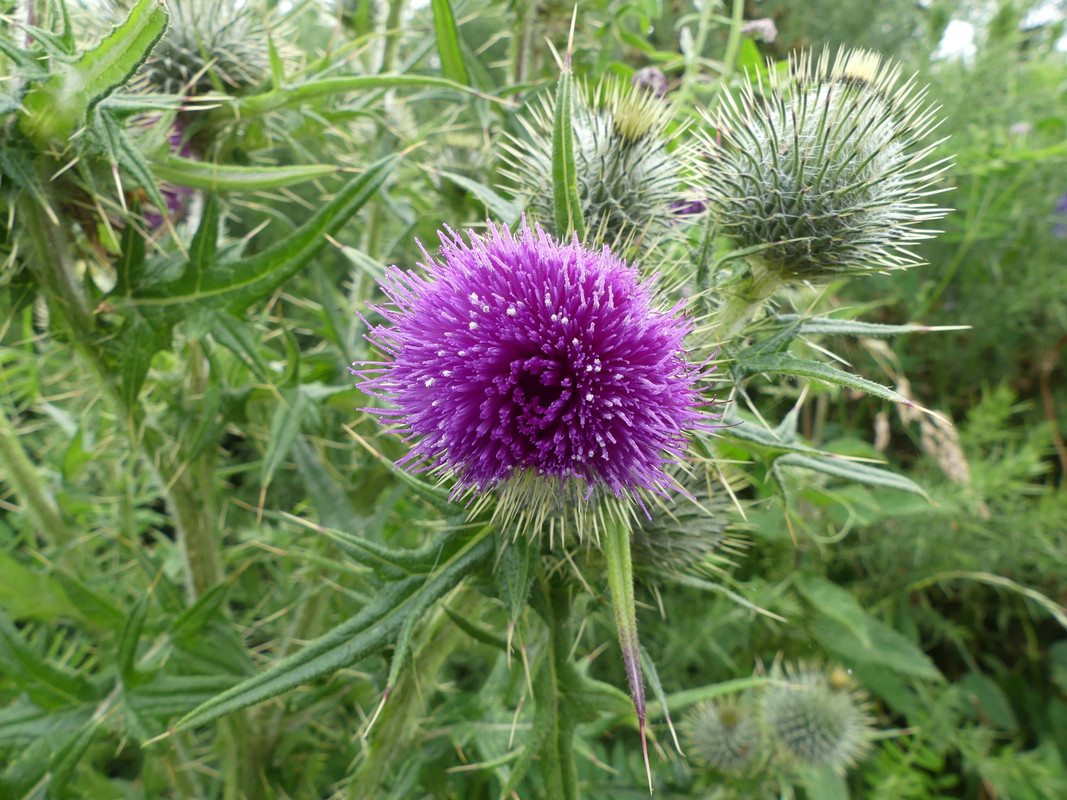 THISTLE 1 120724