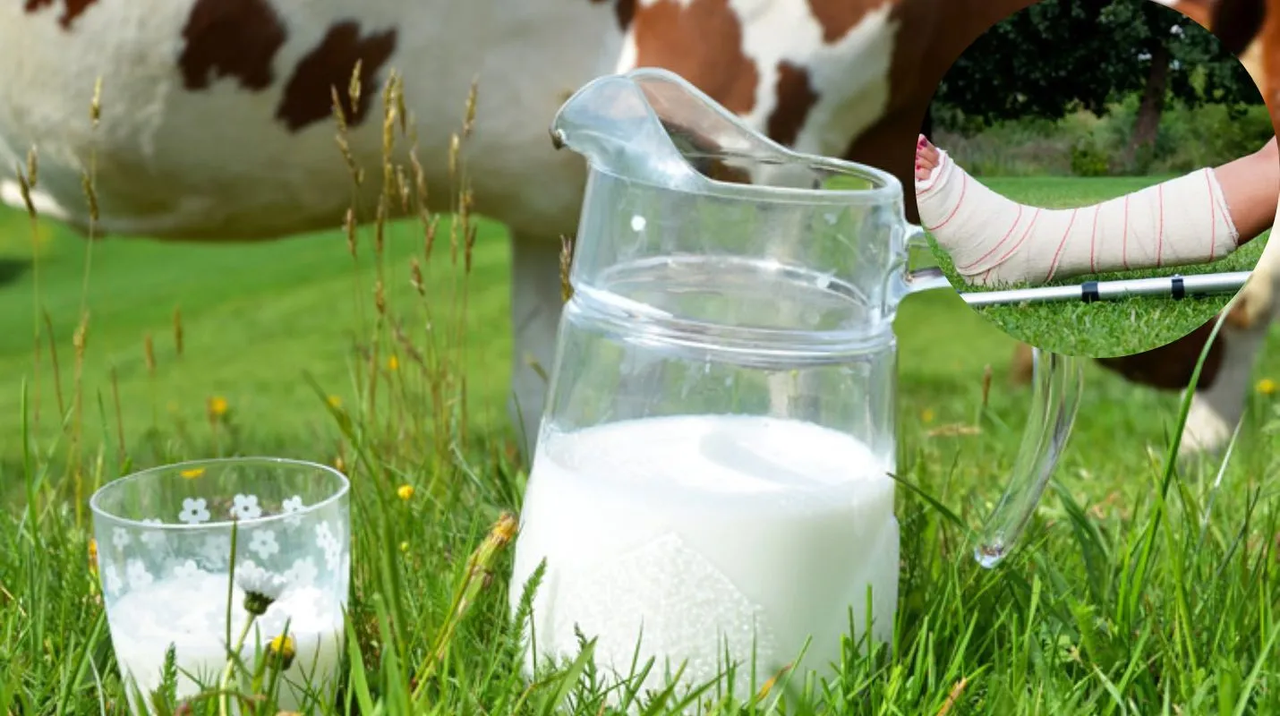 ¿La leche de vaca daña los huesos? Conoce por qué