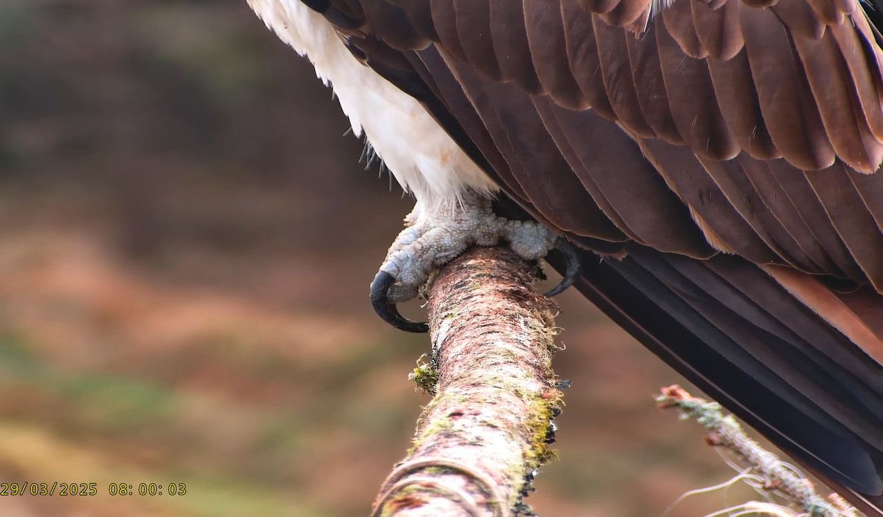 Llyn Clywedog_ 2 zivjērgļu asari🌙28_03_25 11-24-5 screenshot