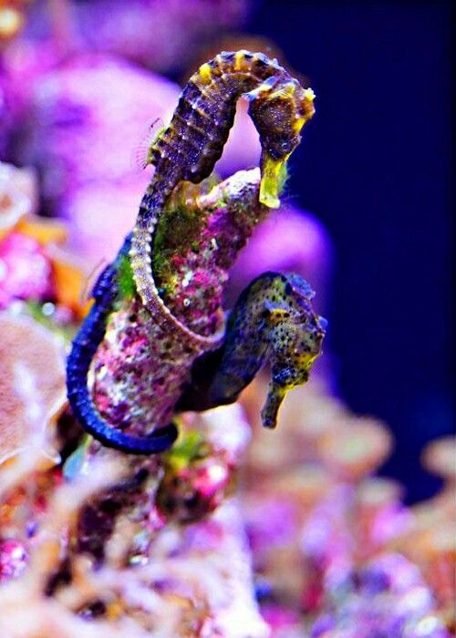 purpleseahorse.jpg