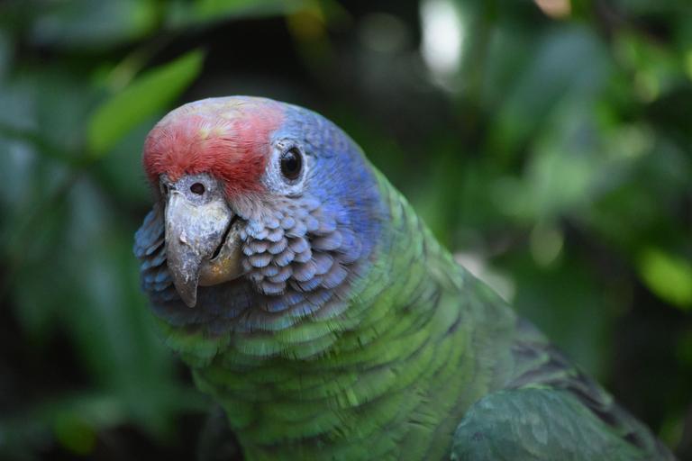 В джазе только девушки или аргентинско-бразильский калейдоскоп В джазе только девушки или аргентинско-бразильский калейдоскоп