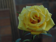 8.5.photogenic december baby V