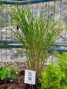 photo-20211123-iherbalgarden-013