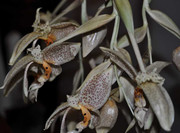 Stanhopea-oculata Stanhopea-oculata02