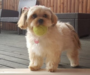 Bella-Jacobs