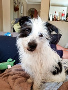 Pepper-Van-der-Westhuizen