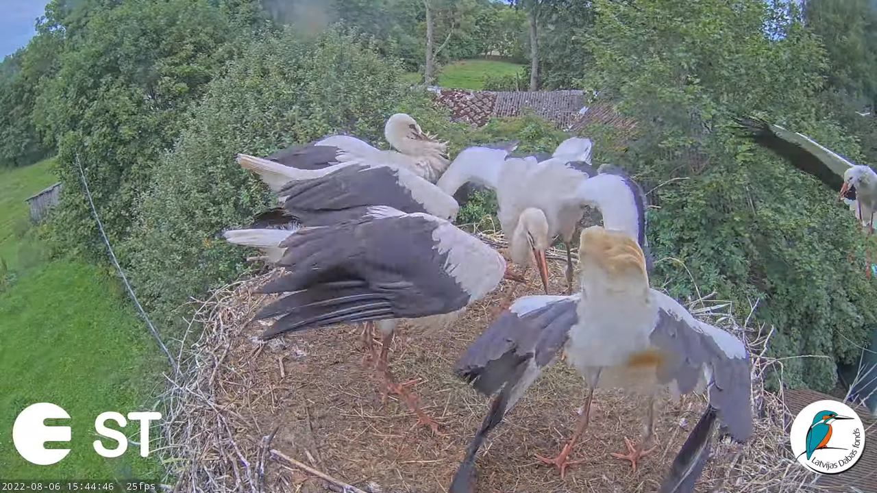 Baltie stārķi (Ciconia ciconia) Tukuma novadā - LDF tiešraide __ White storks in Tukums, Latvia 17-4
