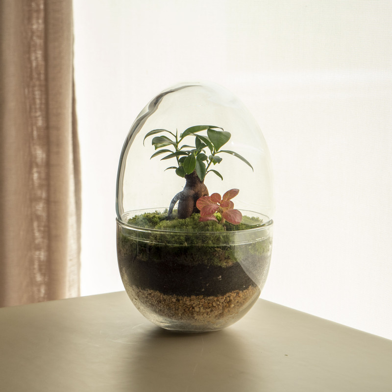 Terra Jungle - Jardín En Un Bol