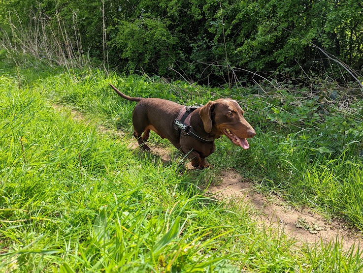 Dog