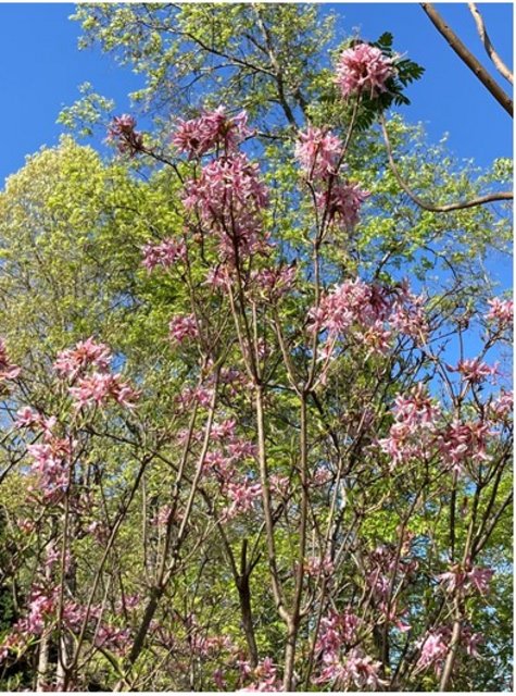 [Image: Wild-Azalea.jpg]