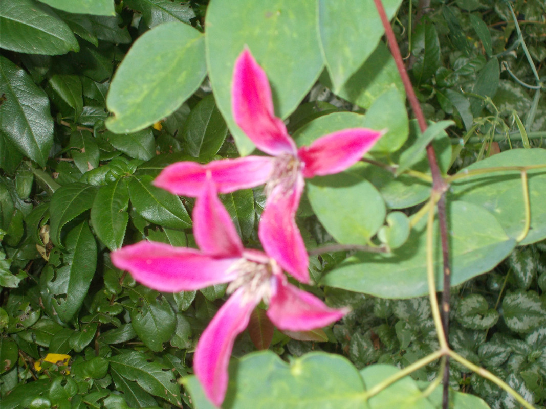 DSCN2268