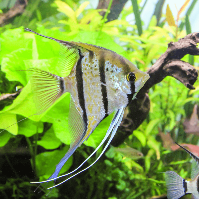 pterophyllum-scalare-rio-nanay-3-5cm-scalaire-du-rio-nanay