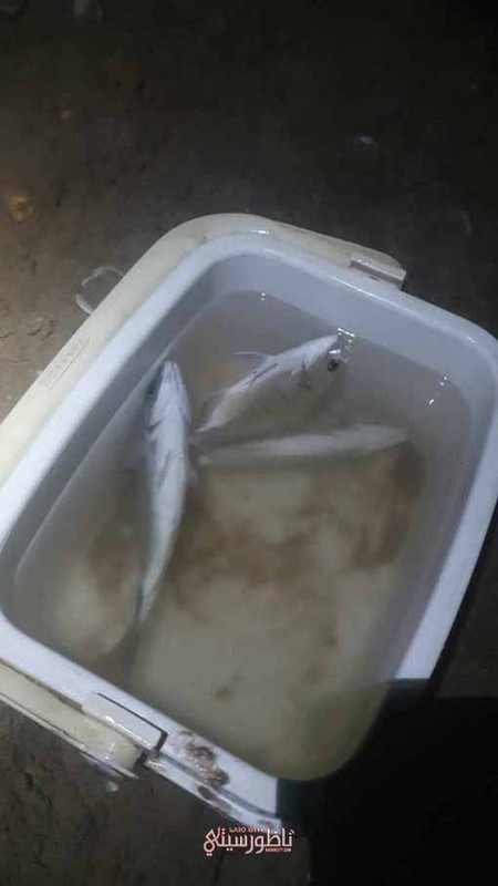 449175459_1568771917185976_3455554182450868309_n (1)