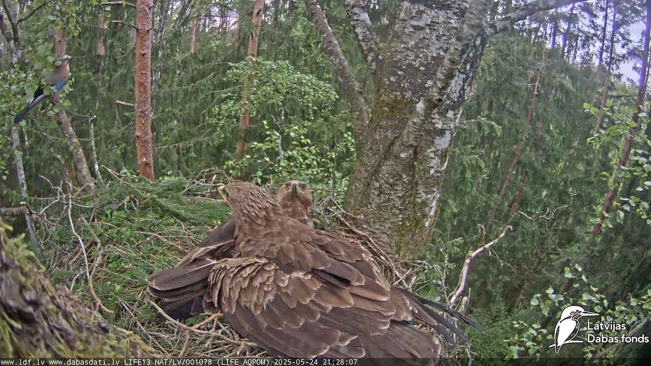 Mazais ērglis (Clanga pomarina), ligzda bērzā 15-50-38 screenshot