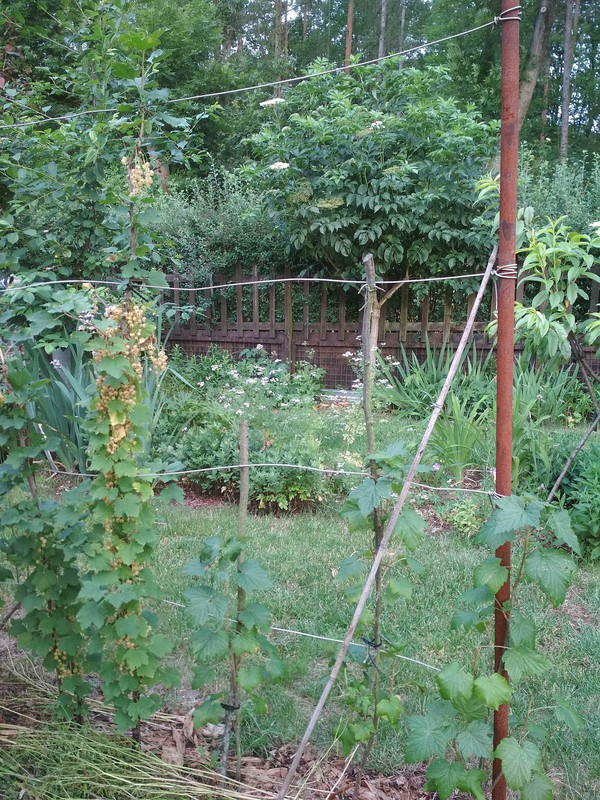 190615_Beerengerüst