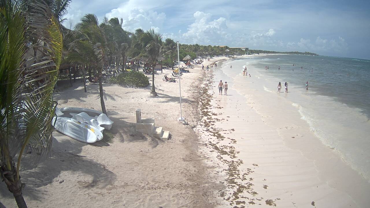 Algas en las playas de Riviera Maya (Sargazo) - Foro Riviera Maya y Caribe Mexicano