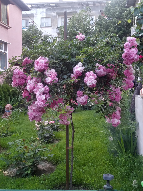 20190613_204621_HDR