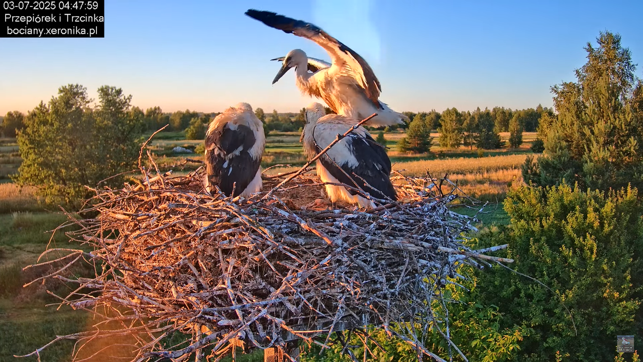 03072025bociany3