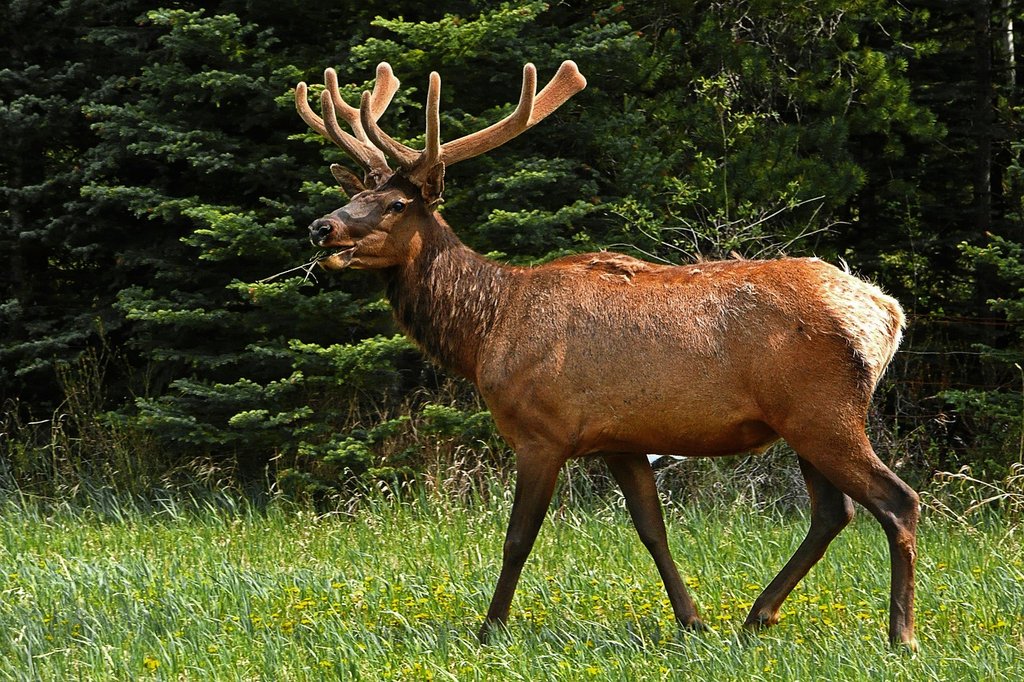 brown-elk.jpg