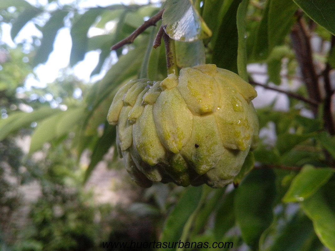 huertasurbanas_com_20180417_210815annona_parviflora_-5