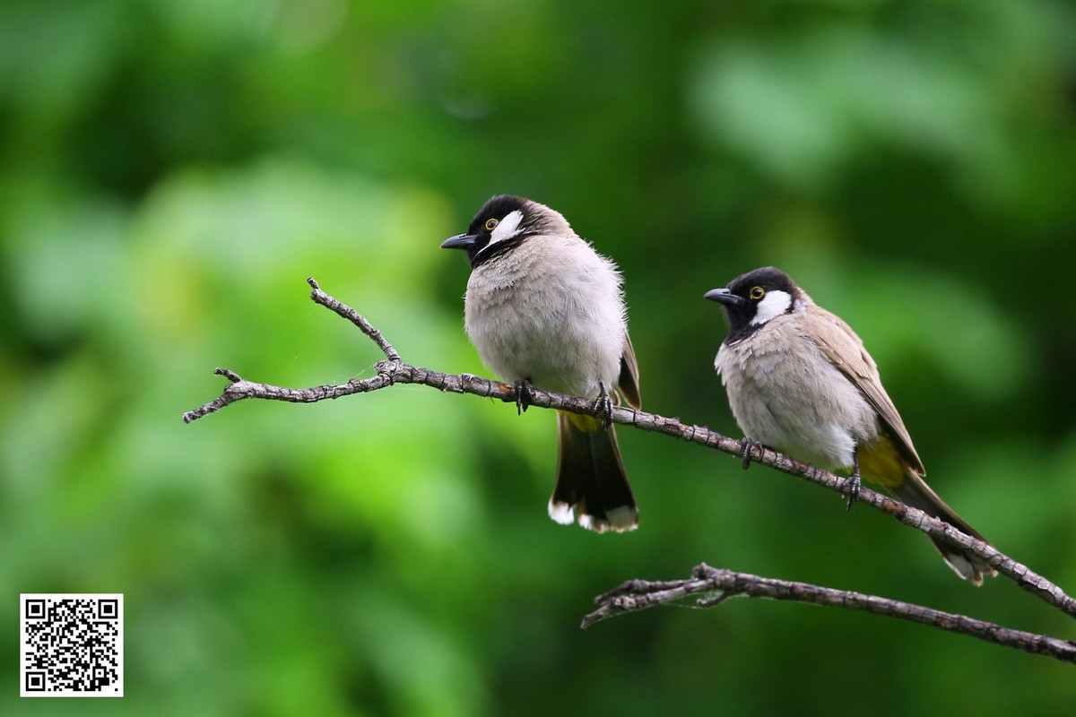 Why Even Small Green Spaces Can Support Local Bird Populations?