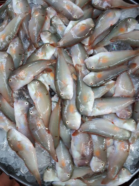 [Image: 04-Fish.jpg]