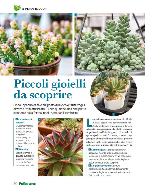 Pol Ver Ago 2025 (7)