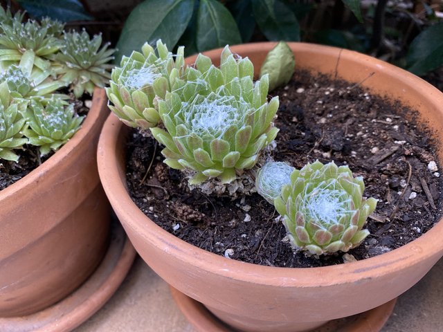 [Image: 29-CE2793-A658-4-CA6-93-A5-C17-C8-E6802-C7.jpg]