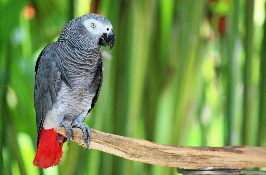 Африканский серый попугай (жако, Psittacus erithacus) Африканский серый попугай (жако, Psittacus erithacus)