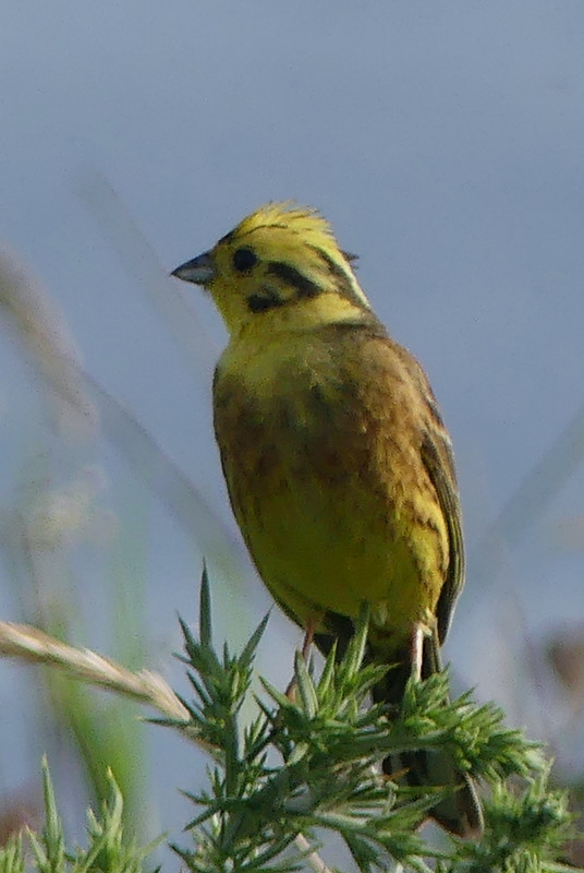 YELLOWHAMMER 3 250724