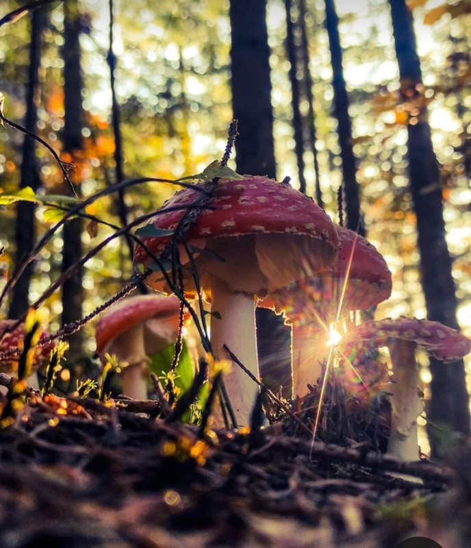 Screenshot_20231117_203643_Pinterest