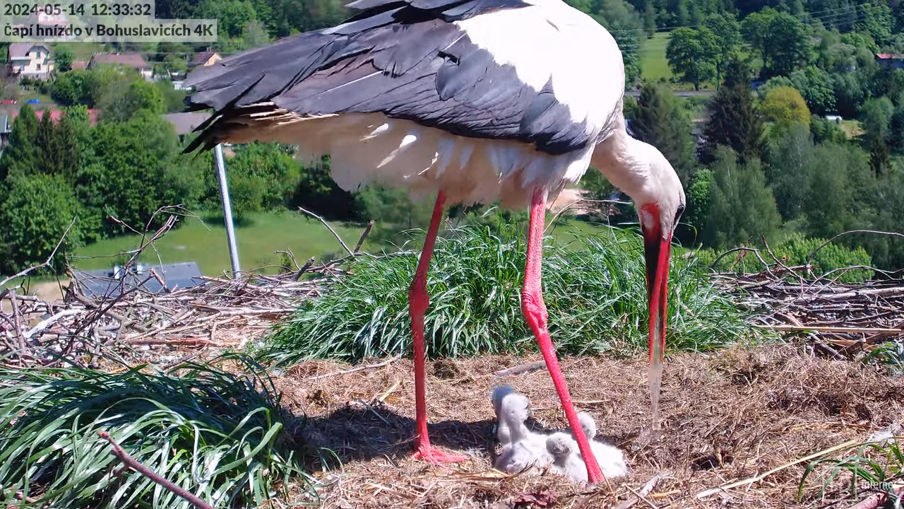 Tiešraidē no uzņēmuma KARA stārķa skursteņa Bohuslavicē pie Trutnovas 8-18-29 screenshot