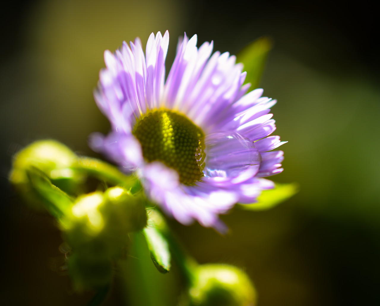 DSC-6203-1.jpg