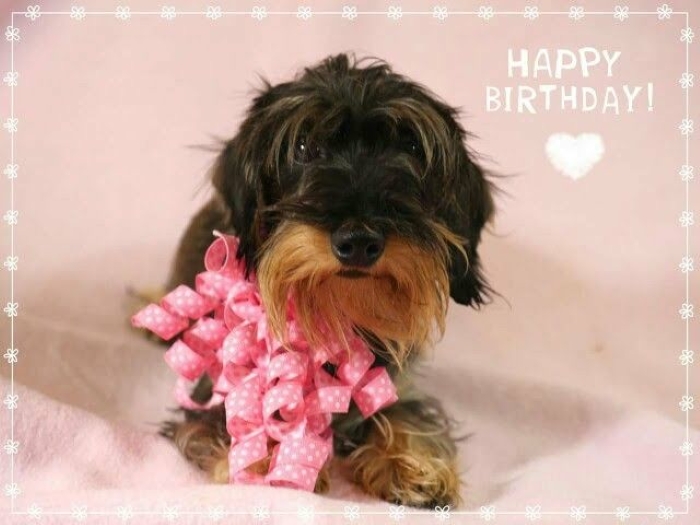 [Image: Anniversaire-teckel-43.jpg]