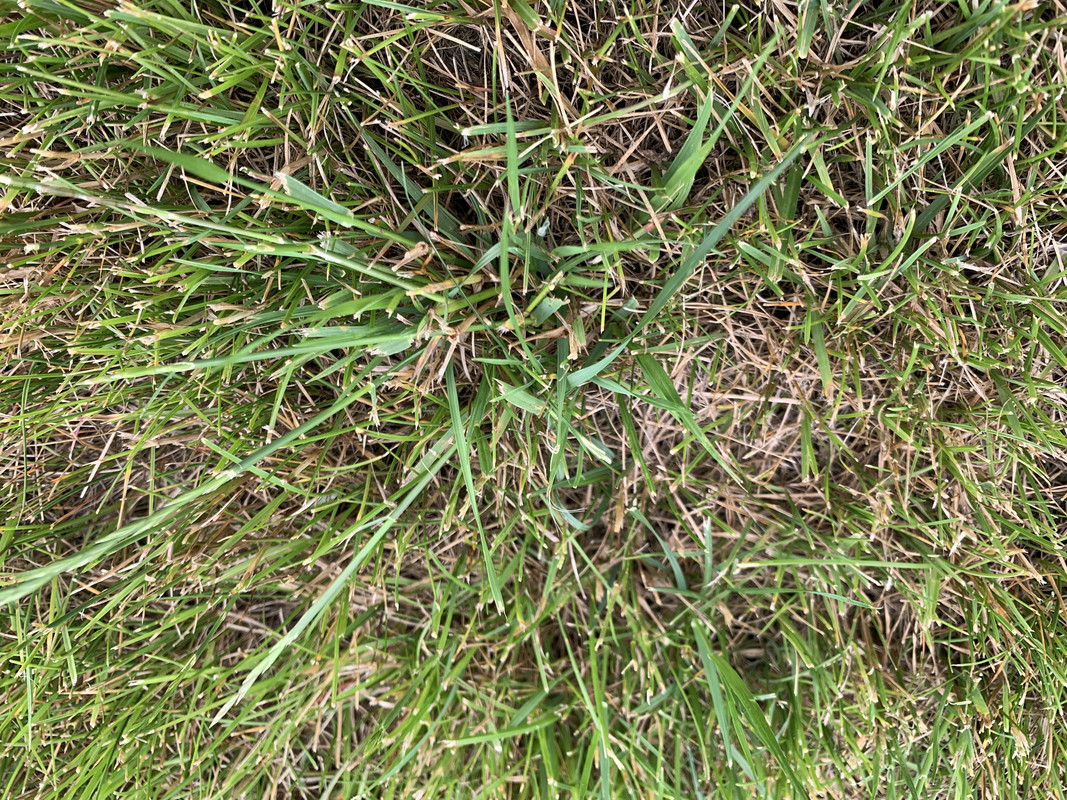 Bad grass 2024