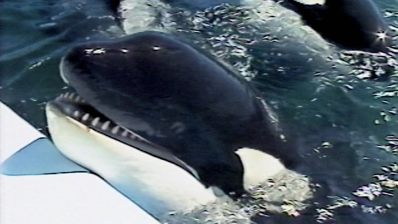 Blackfish (2013) (1080p BluRay x265 Silence).mkv_snapshot_00.15.