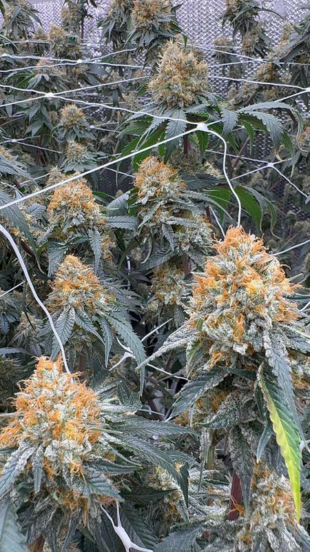 White CBG hemp strain premium flower close-up from Oklahoma grow