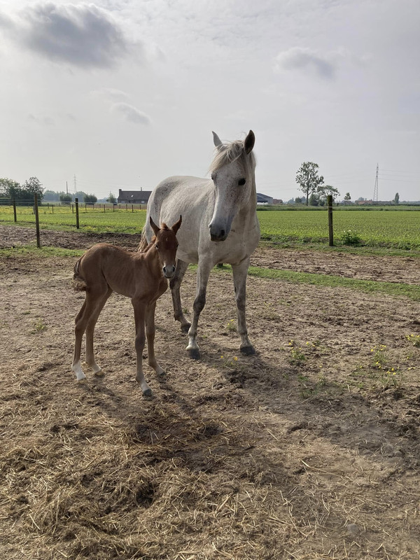 Beschrijving foto 6
