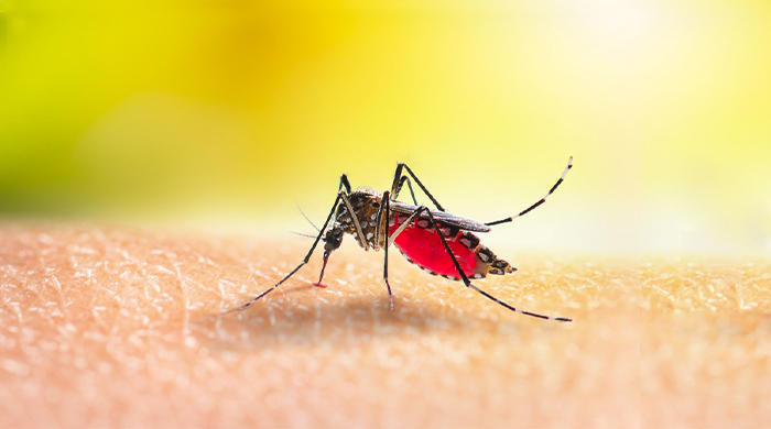 Un sospetto caso di febbre da virus dengue a Castel Bolognese Un sospetto caso di febbre da virus dengue a Castel Bolognese
