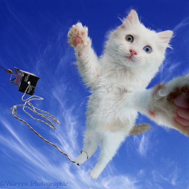 41455-Bungee-Jumping-cat-selfie.jpg