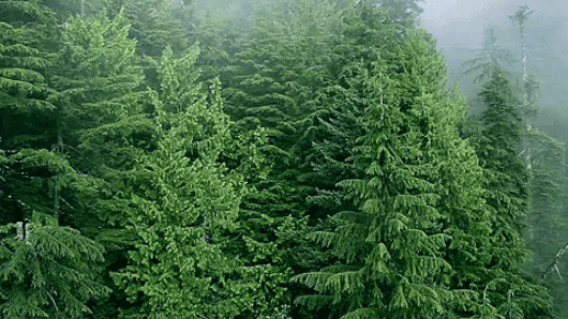 trees.gif
