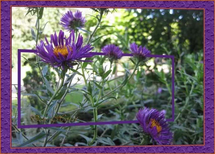 ASTER-novae-angliae-Violetta