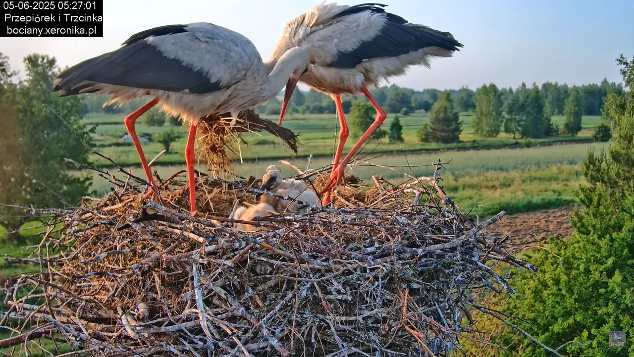 05062025bociany11