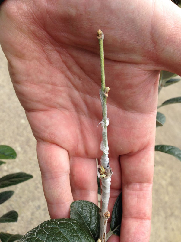 Feijograft3 - 5