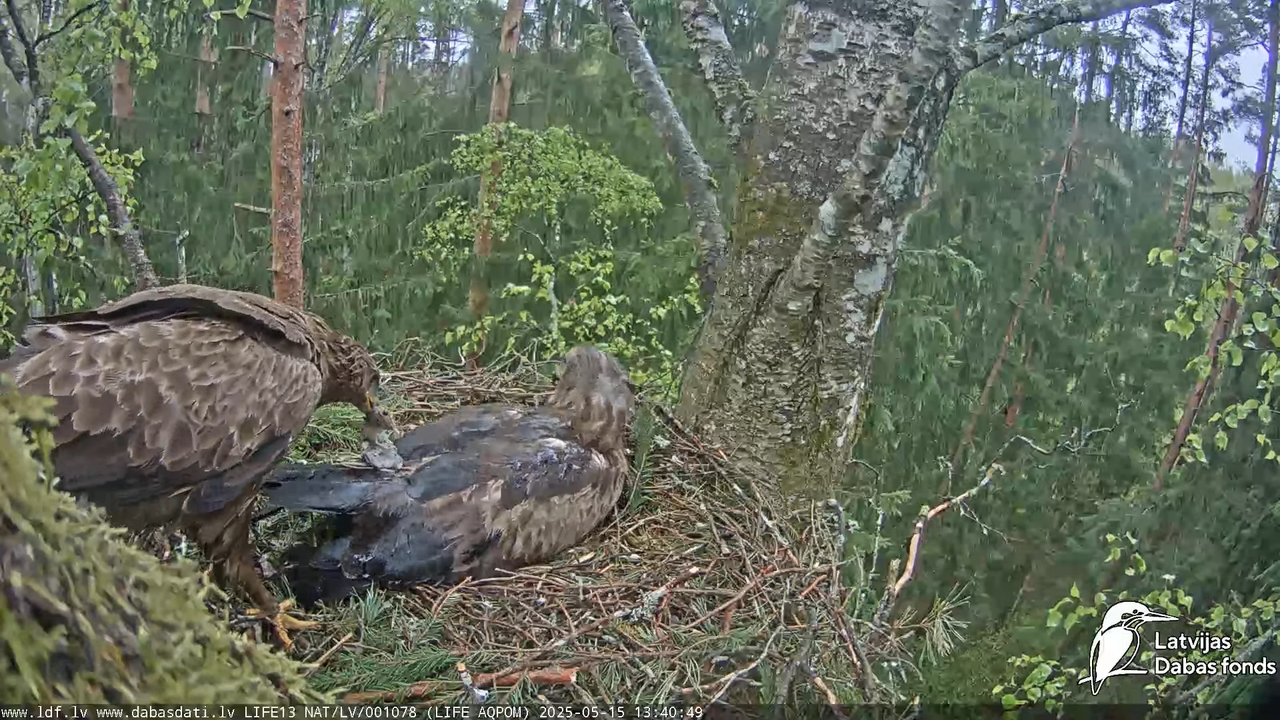 Mazais ērglis (Clanga pomarina), ligzda bērzā 13-57-59 screenshot