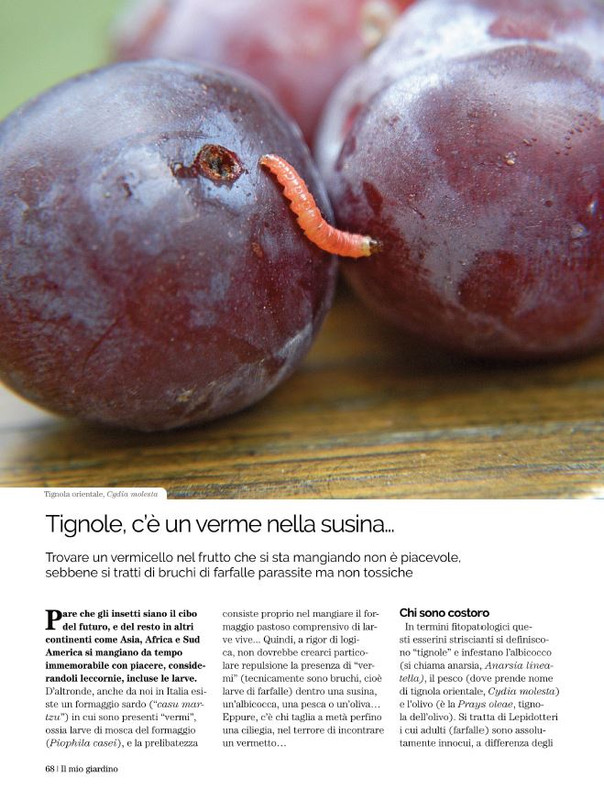 Il Mio Giar Lug-Ago 2021 (12)